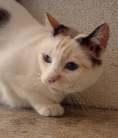 最新の猫の人達