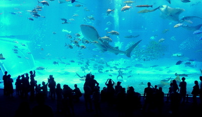 美ら海水族館