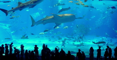 美ら海水族館