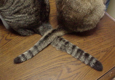 猫はいかにして愛を語り合うか
