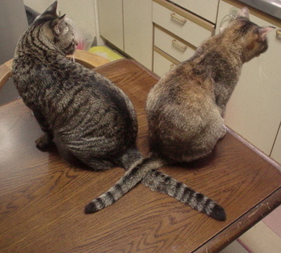 猫はいかにして愛を語り合うか