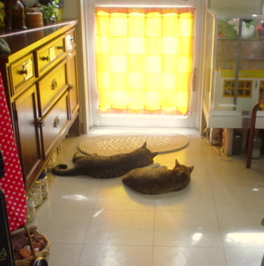 番猫