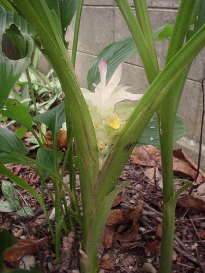 うこんの花