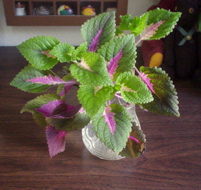 植物の秋