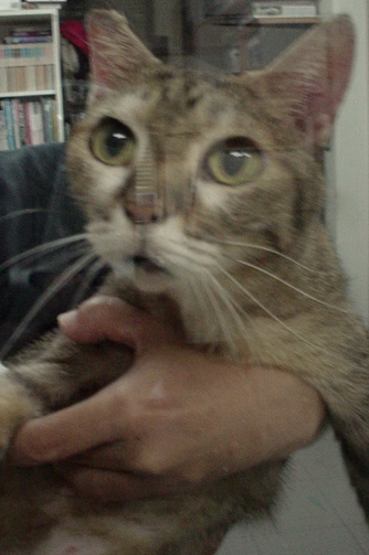 ハットリ・クリちゃん