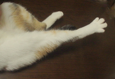 猫の幸せ