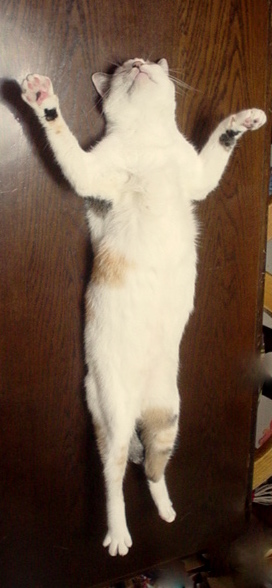 猫の幸せ