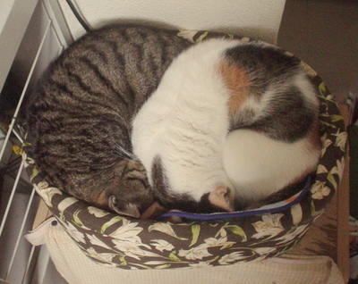 猫の詰め合わせ