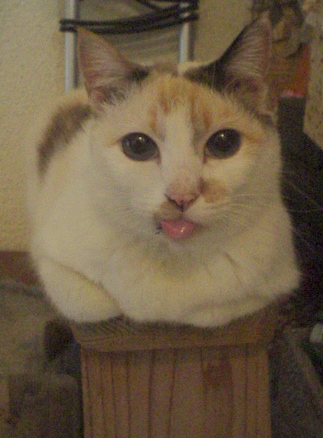 ベロベロバ～