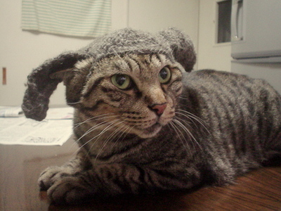 うさぎ猫