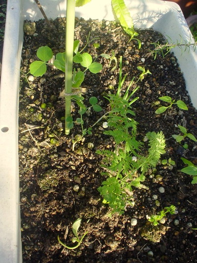 イチャンダ菜園
