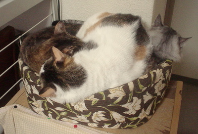 猫のてんこ盛り