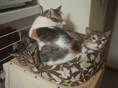 猫のてんこもり２