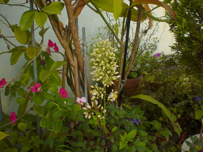 南天の花