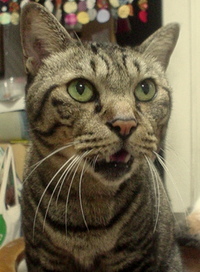 ＣＨＡＢＬＩＳ 2012/09/27 21:42:10