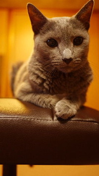 調子に乗って猫自慢 2012/01/30 04:26:37