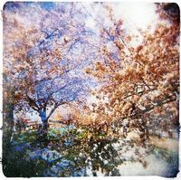 ★永遠の花 2012/04/10 09:28:00