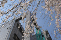 希望の春を 2011/04/01 22:38:53