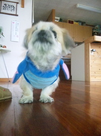 犬のリップちゃん 2010/01/13 13:04:27