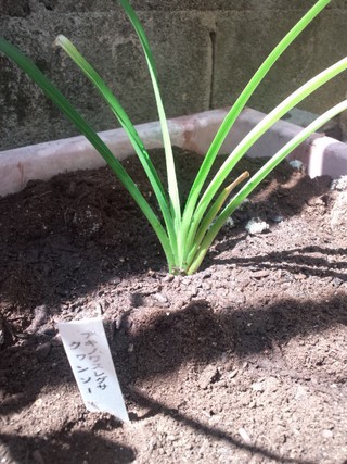 沖縄の薬草が気になり始める・・・