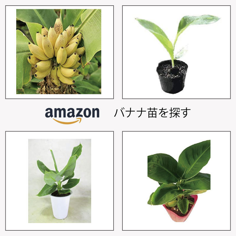 バナナの苗を探す