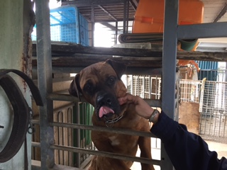 強し土佐犬 沖建日記