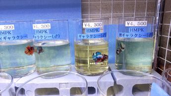 名護水苑2 名護水苑2