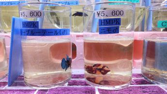 名護水苑3 名護水苑3