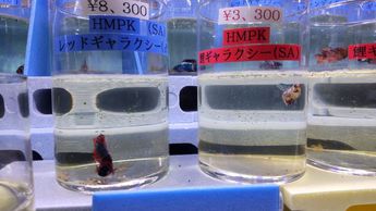 名護水苑5 名護水苑5