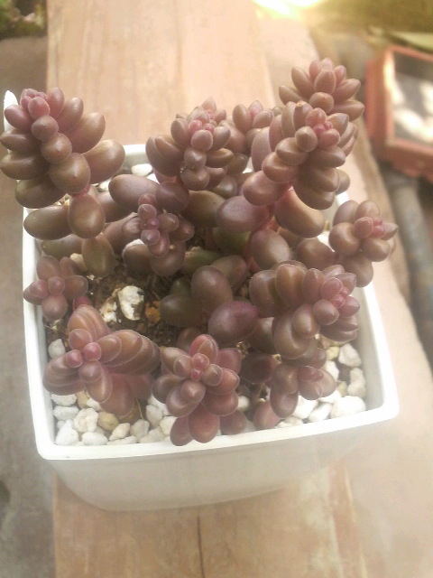 将来的には