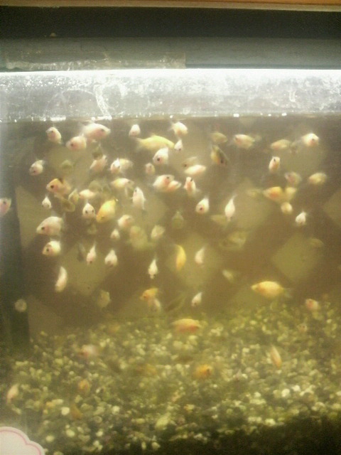 金魚は名護水苑