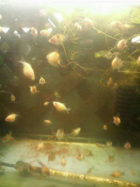 金魚は名護水苑