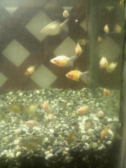 金魚は名護水苑