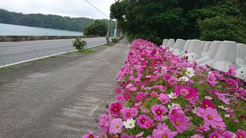 3月12日の綺麗なコスモス