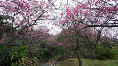 2018年さくら