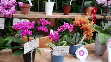 国際洋蘭博覧会