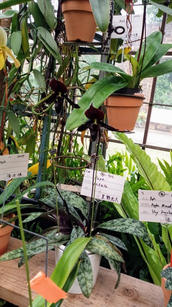 国際洋蘭博覧会4