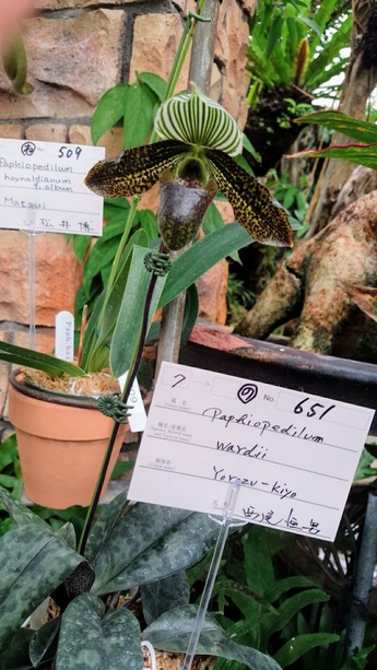 国際洋蘭博覧会5