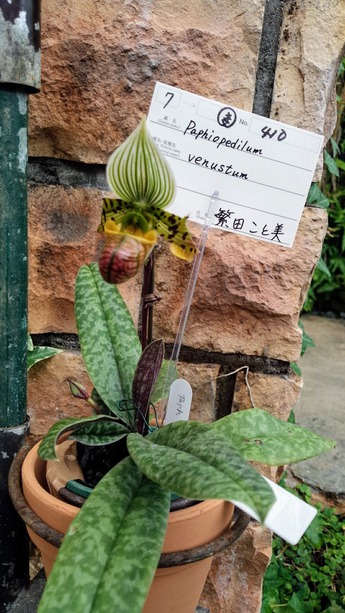 国際洋蘭博覧会6