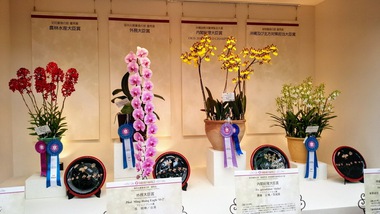 国際洋蘭博覧会15