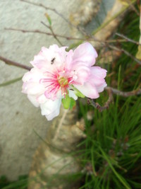 あけましておめでとうございます 2014/01/08 13:02:09