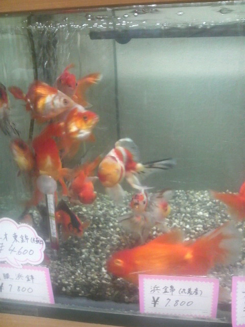 金魚は名護水苑