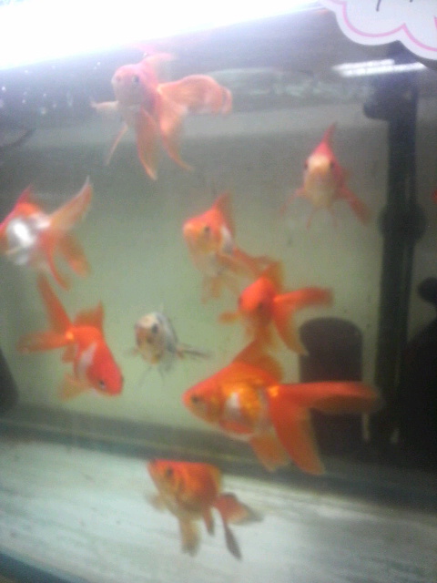 金魚は名護水苑