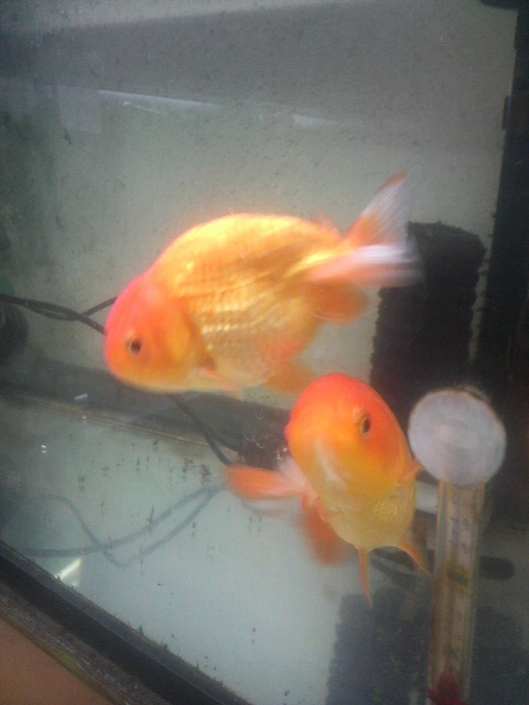 金魚は名護水苑