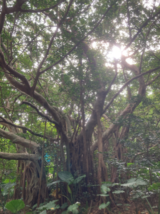 世界遺産　識名園