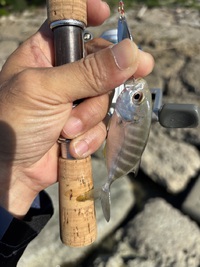 沖縄パックロッド愛好家（仮）:NAC Micro SP41改の復活