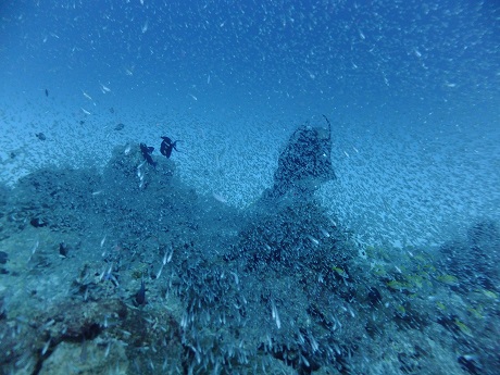 沖縄の海。10／1（水）は、マーメイドたちと【水納島】ダイビング ～群れとサンゴ三昧でした！～