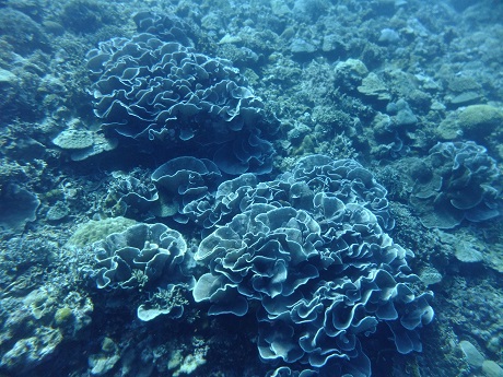 沖縄の海。10／1（水）は、マーメイドたちと【水納島】ダイビング ～群れとサンゴ三昧でした！～