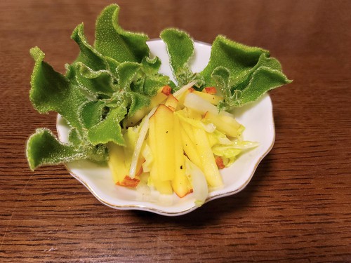 GONさんのお野菜チャレンジ・アイスプラント