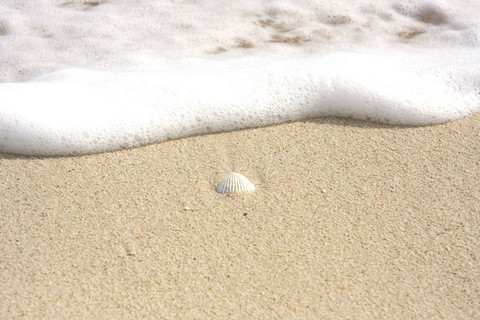 砂浜の貝殻 沖縄の画像 写真